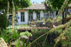 Gardenia by Zura Shevardnadze, Tbilisi