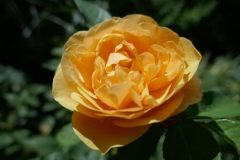 Gardenia by Zura Shevardnadze, Tbilisi