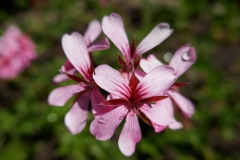 Gardenia by Zura Shevardnadze, Tbilisi