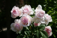 Gardenia by Zura Shevardnadze, Tbilisi