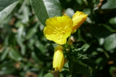 Gardenia Shevardnadze