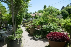 Gardenia Shevardnadze