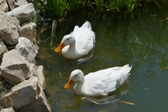 Gardenia Shevardnadze