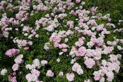 Gardenia Shevardnadze