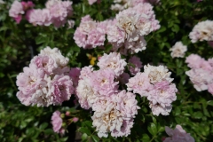 Gardenia by Zura Shevardnadze, Tbilisi