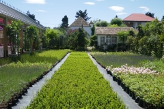 Gardenia Shevardnadze