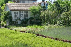 Gardenia by Zura Shevardnadze, Tbilisi