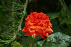 Gardenia Shevardnadze