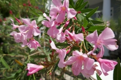 Gardenia Shevardnadze