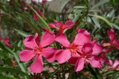 Gardenia by Zura Shevardnadze, Tbilisi