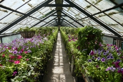 Gardenia Shevardnadze
