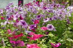 Gardenia Shevardnadze