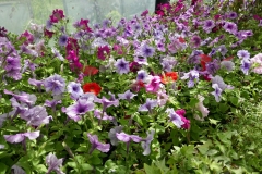 Gardenia Shevardnadze