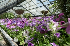 Gardenia Shevardnadze