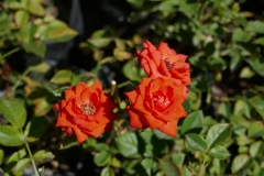Gardenia Shevardnadze
