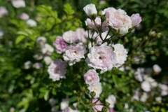 Gardenia by Zura Shevardnadze, Tbilisi