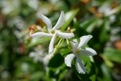 Gardenia by Zura Shevardnadze, Tbilisi