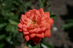 Gardenia by Zura Shevardnadze, Tbilisi
