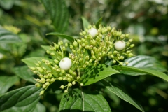Gardenia by Zura Shevardnadze, Tbilisi