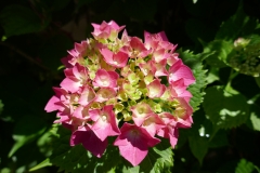Gardenia Shevardnadze