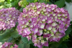 Gardenia Shevardnadze