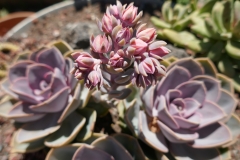 Gardenia Shevardnadze