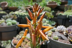 Gardenia Shevardnadze