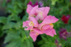 Gardenia Shevardnadze