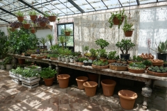 Gardenia Shevardnadze