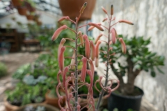 Gardenia Shevardnadze