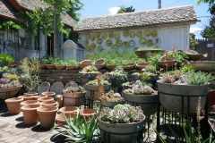 Gardenia by Zura Shevardnadze, Tbilisi