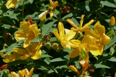 Gardenia Shevardnadze