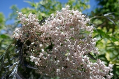 Gardenia by Zura Shevardnadze, Tbilisi