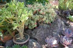 Gardenia Shevardnadze