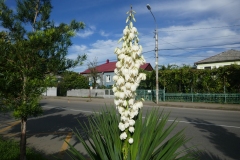 P1070268