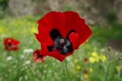 National Botanical Garden of Georgia, Tbilisi