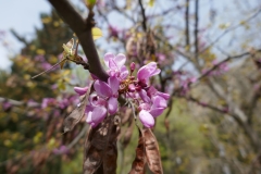 National Botanical Garden of Georgia in Tbilisi city