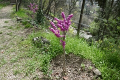 National Botanical Garden of Georgia in Tbilisi city