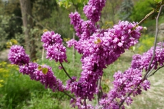 National Botanical Garden of Georgia