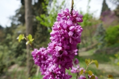 National Botanical Garden of Georgia, Tbilisi