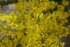 National Botanical Garden of Georgia