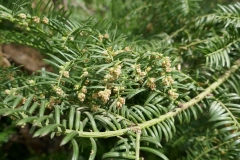 National Botanical Garden of Georgia, Tbilisi