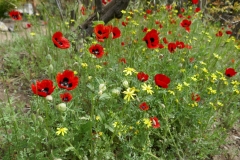 National Botanical Garden of Georgia, Tbilisi