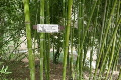 National Botanical Garden of Georgia in Tbilisi city