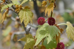 National Botanical Garden of Georgia, Tbilisi