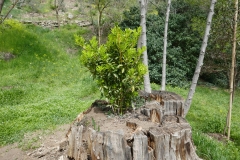 National Botanical Garden of Georgia, Tbilisi