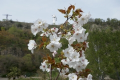 National Botanical Garden of Georgia in Tbilisi city