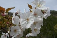 National Botanical Garden of Georgia