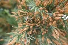 National Botanical Garden of Georgia, Tbilisi