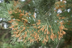 National Botanical Garden of Georgia in Tbilisi city